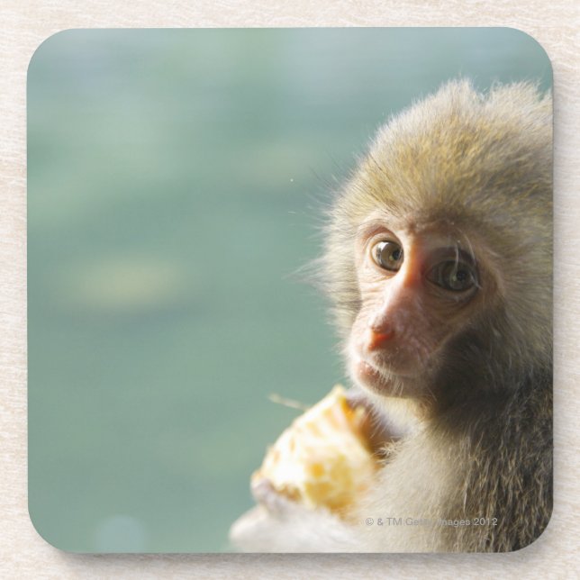 Monkey Coaster (Front)