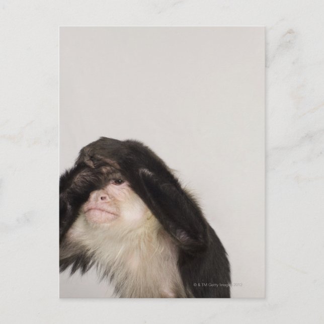 Monkey covering its eyes postcard (Front)