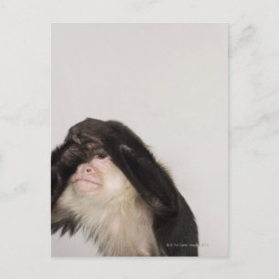 Monkey covering its eyes postcard