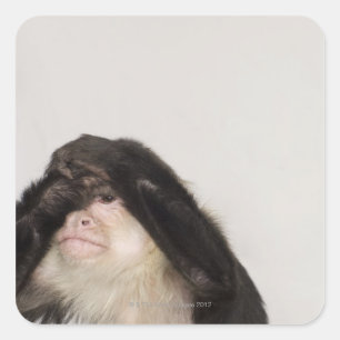 Monkey covering its eyes square sticker