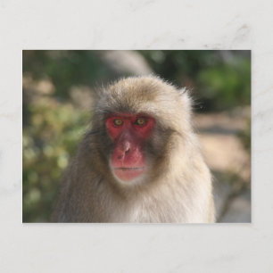 monkey face postcard