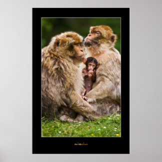 Monkey Family Poster