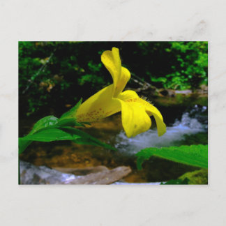 Monkey Flower 01 Postcard