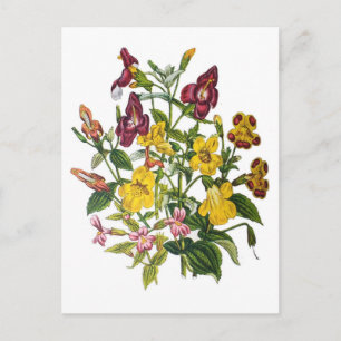 Monkey-flowers Postcard