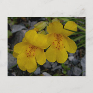 Monkey Flowers, Unalaska Island Postcard