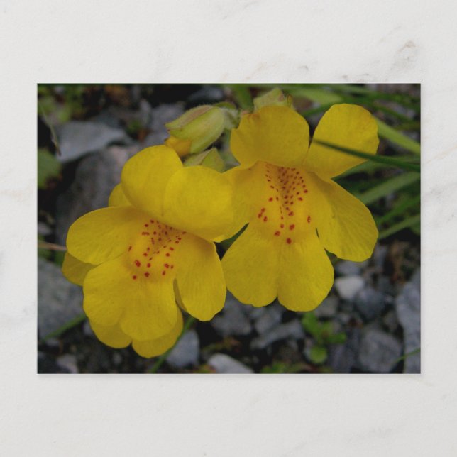 Monkey Flowers, Unalaska Island Postcard (Front)
