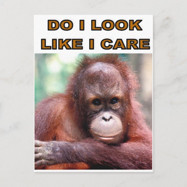 MONKEY FUN POSTCARD (Front)