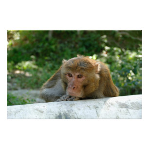 Monkey - Grandfather Photo Print