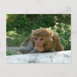 Monkey - Grandfather Postcard