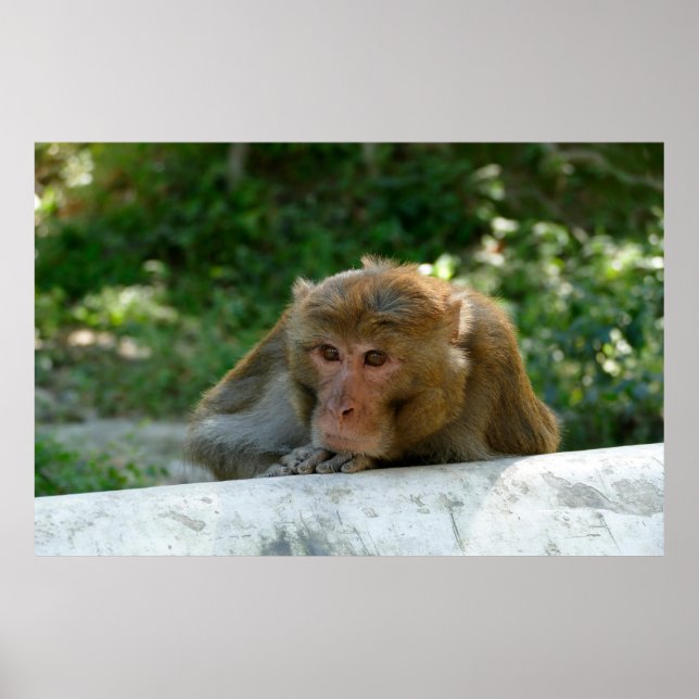 Monkey - Grandfather Poster (Front)