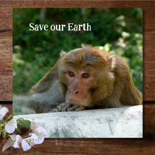 Monkey - Grandfather Stone Coaster