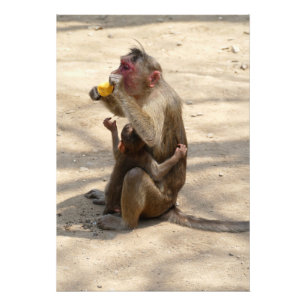Monkey - I want somethin too Photo Print