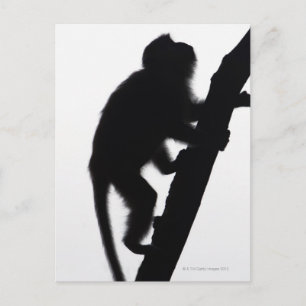 Monkey in a tree, Railay peninsula, Postcard