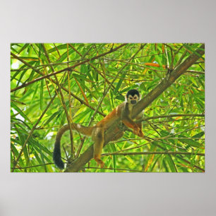 Monkey in Bamboo Jungle Poster