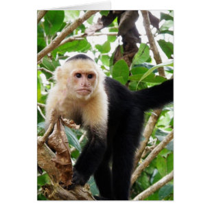 Monkey in Costa Rica