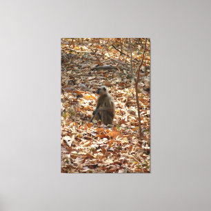 Monkey in Dry Season Canvas Print