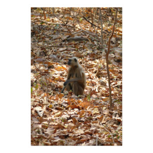 Monkey in Dry Season Photo Print