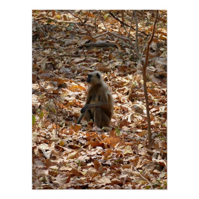 Monkey in Dry Season Poster (Front)