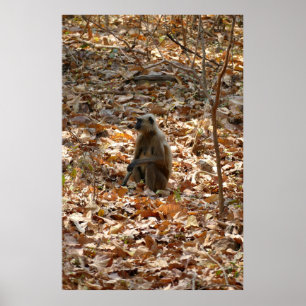 Monkey in Dry Season Poster