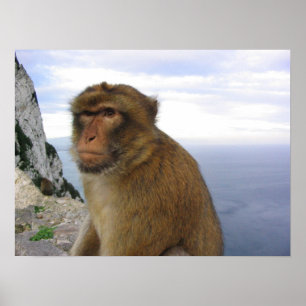 Monkey in Gibralter Poster