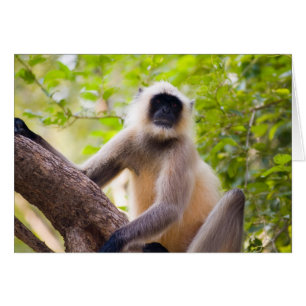 Monkey in jungle of Ranthambore National Park