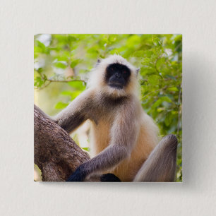 Monkey in jungle of Ranthambore National Park 15 Cm Square Badge