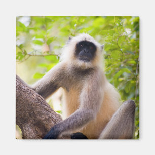 Monkey in jungle of Ranthambore National Park Magnet
