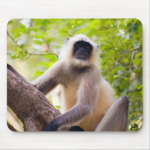 Monkey in jungle of Ranthambore National Park Mouse Mat
