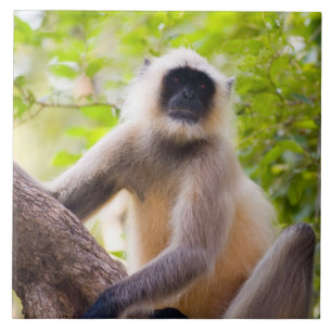 Monkey in jungle of Ranthambore National Park Tile