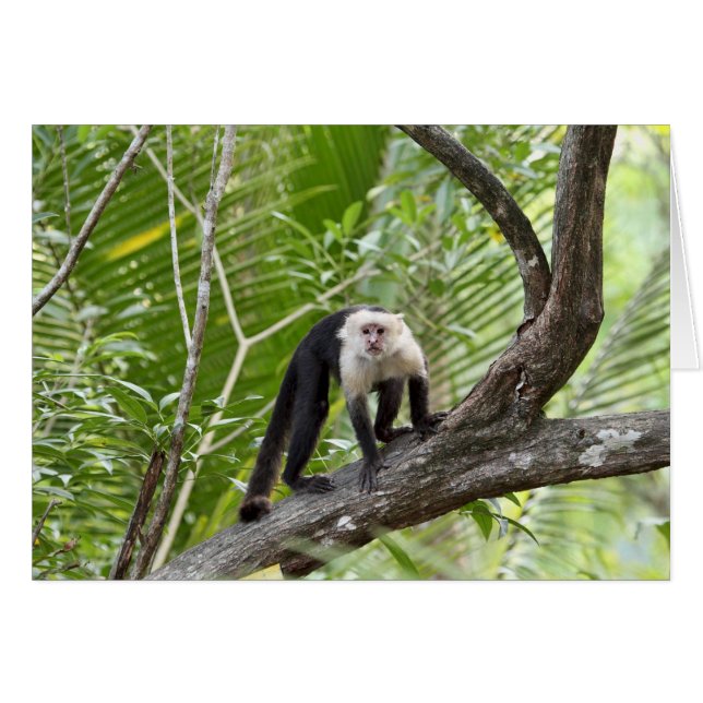 Monkey in the Jungle (Front Horizontal)