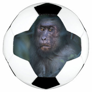 Monkey in the Jungle Football