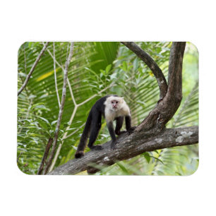 Monkey in the Jungle Magnet
