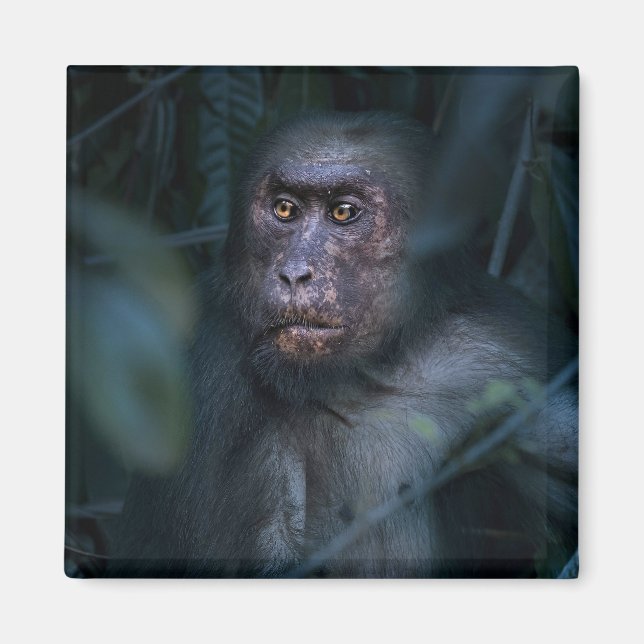 Monkey in the Jungle Magnet (Front)