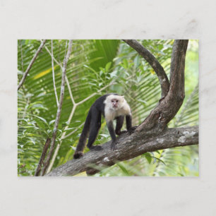 Monkey in the Jungle Postcard