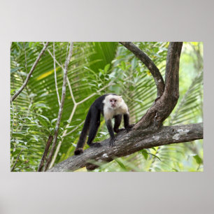 Monkey in the Jungle Poster