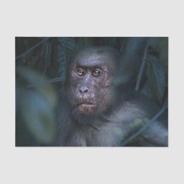 Monkey in the Jungle Tissue Paper (Front)