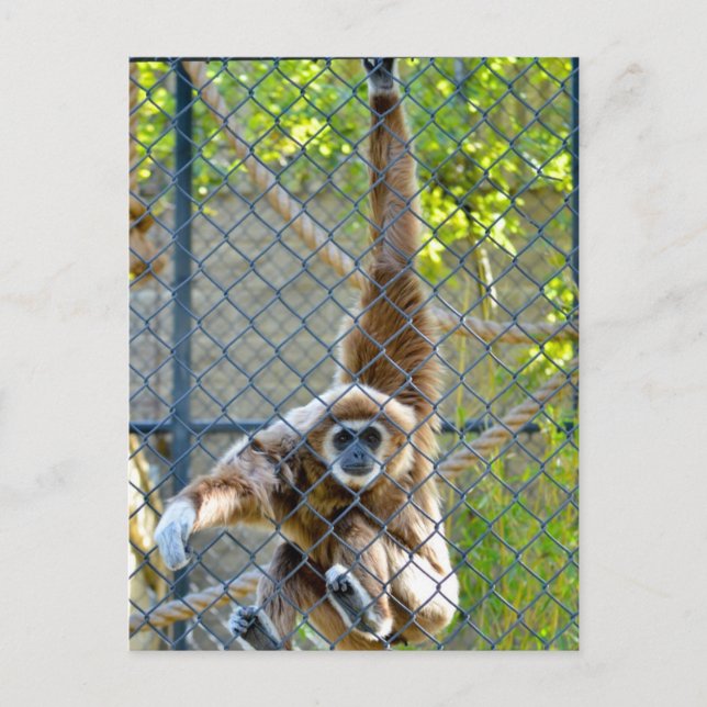 Monkey in zoo habitat postcard (Front)