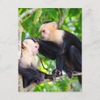Monkey Love