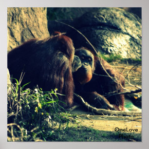 Monkey Love Poster