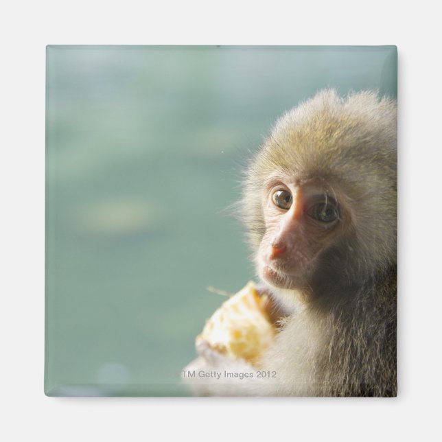 Monkey Magnet (Front)