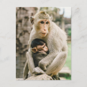 Monkey Mama & Baby Postcard