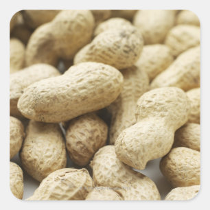 Monkey nuts. square sticker