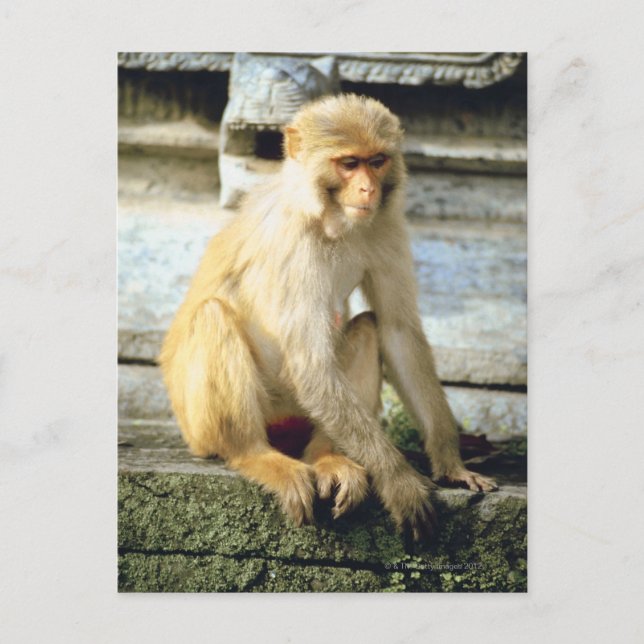 Monkey Postcard (Front)