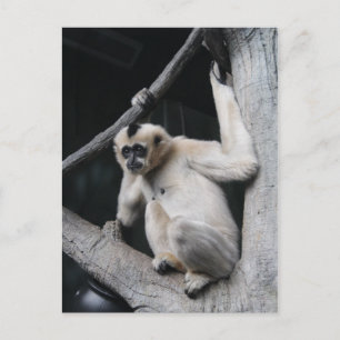 Monkey Postcard