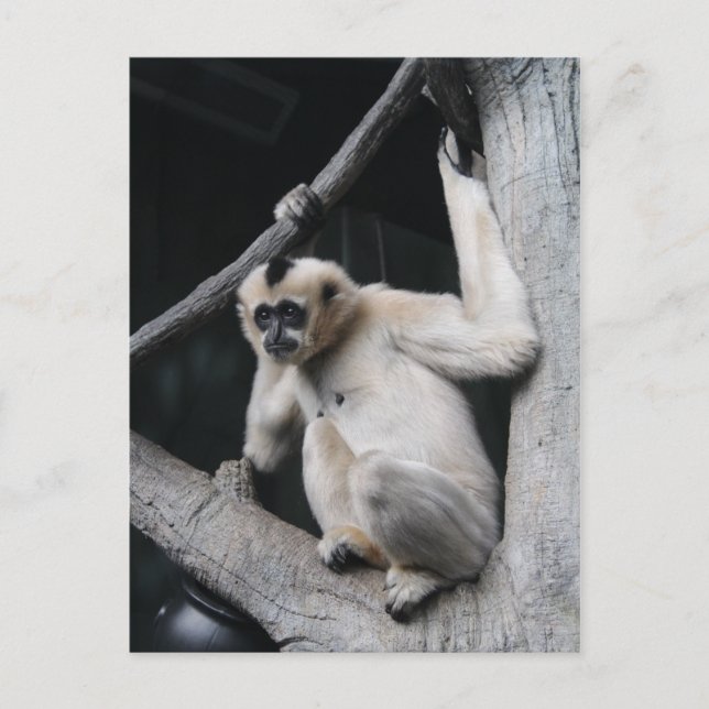 Monkey Postcard (Front)