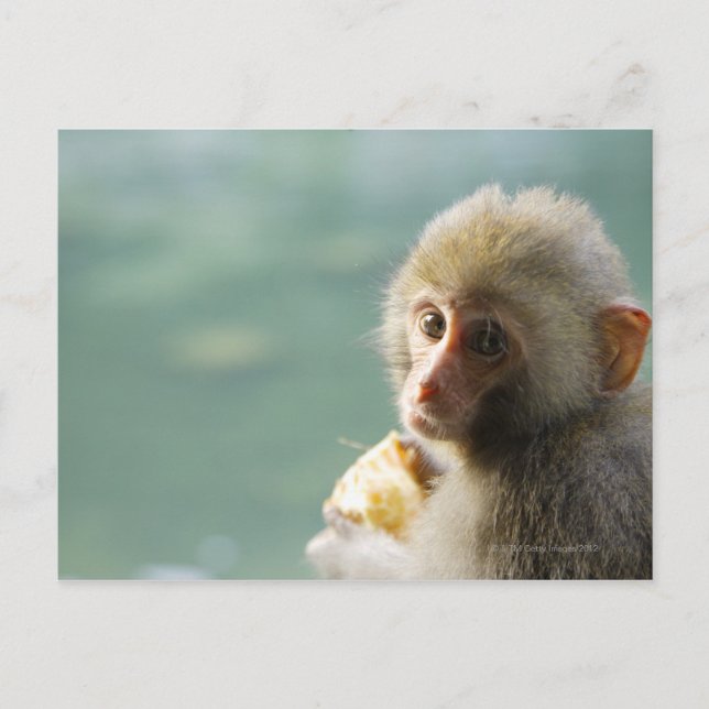 Monkey Postcard (Front)