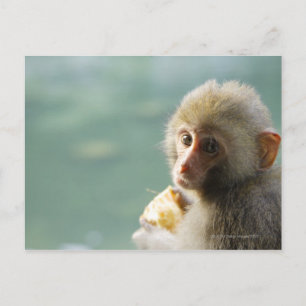 Monkey Postcard
