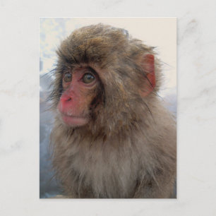 Monkey Postcard