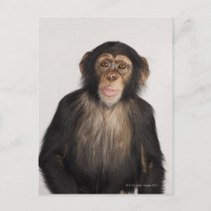 Monkey Postcard