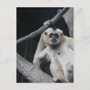 Monkey Postcard